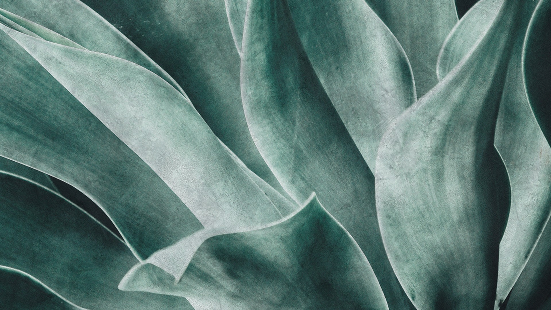 גליל טפט ראש 425796