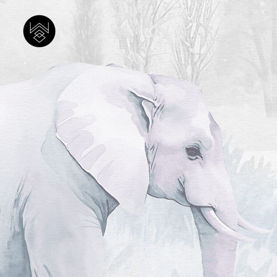 טפט פורסט וורלד קידס 6