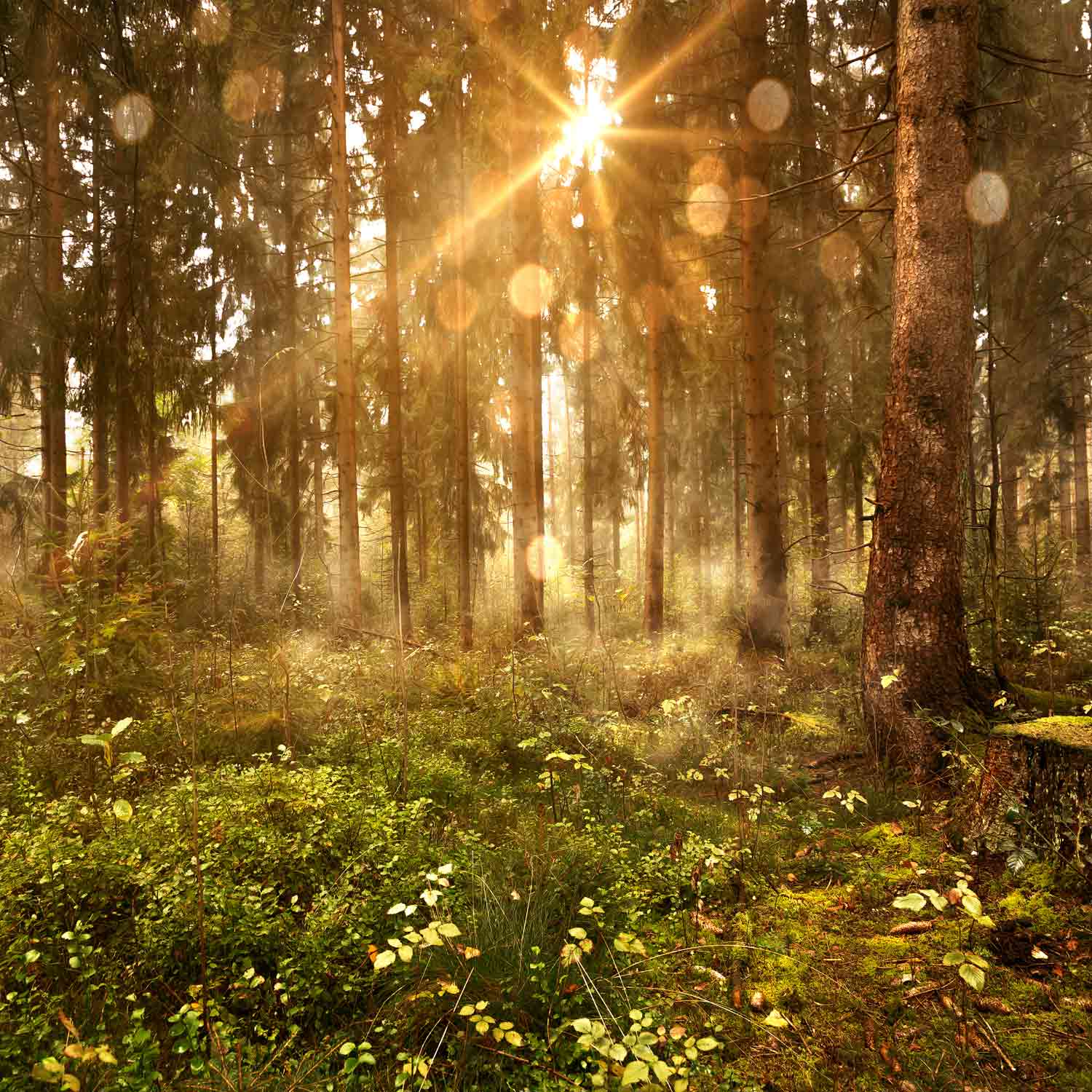 טפט שמש מאירה מבעד לעצי אורן ויוצרת כתמי שמש ביער