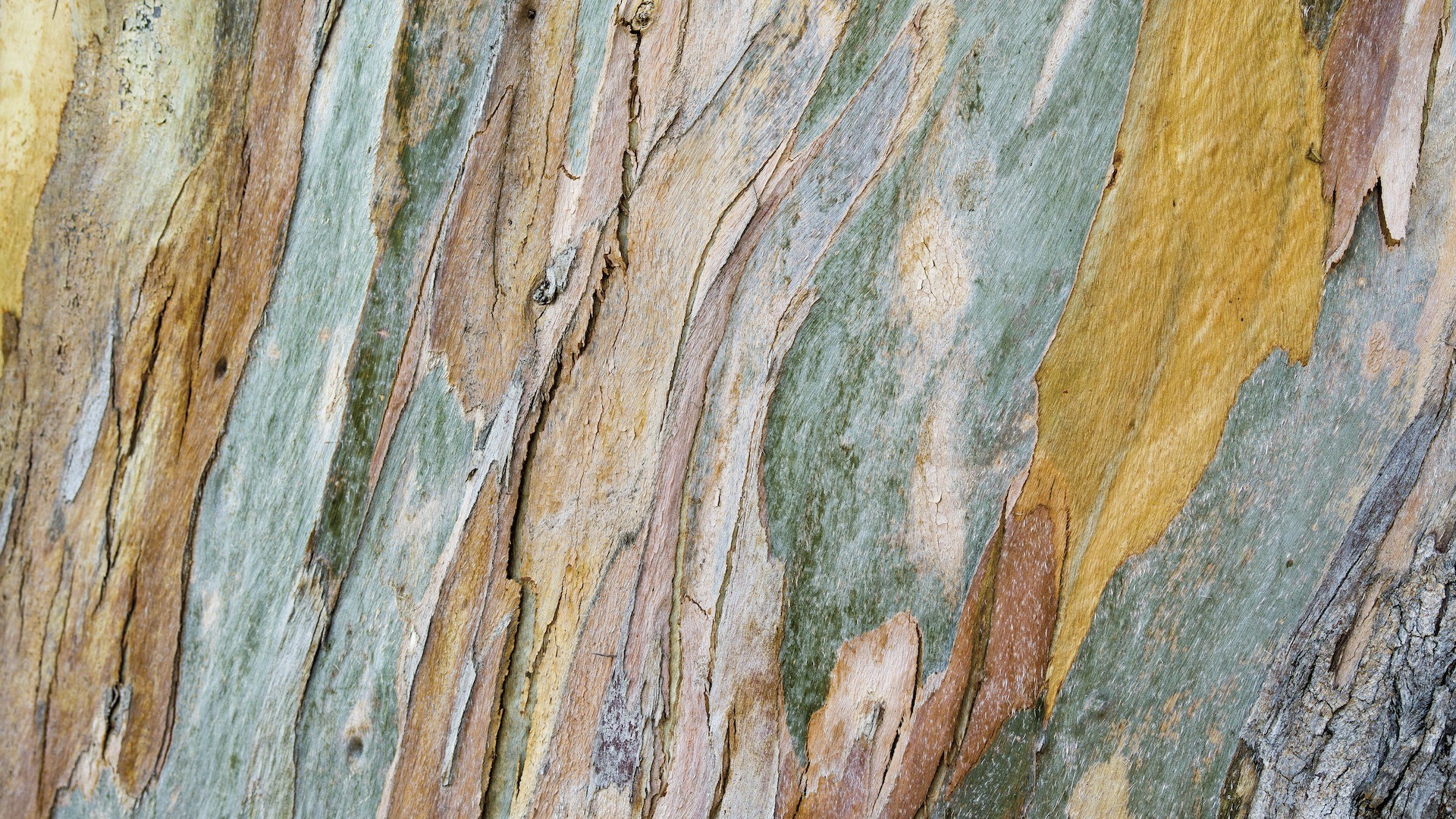 טפט תמונה 101096