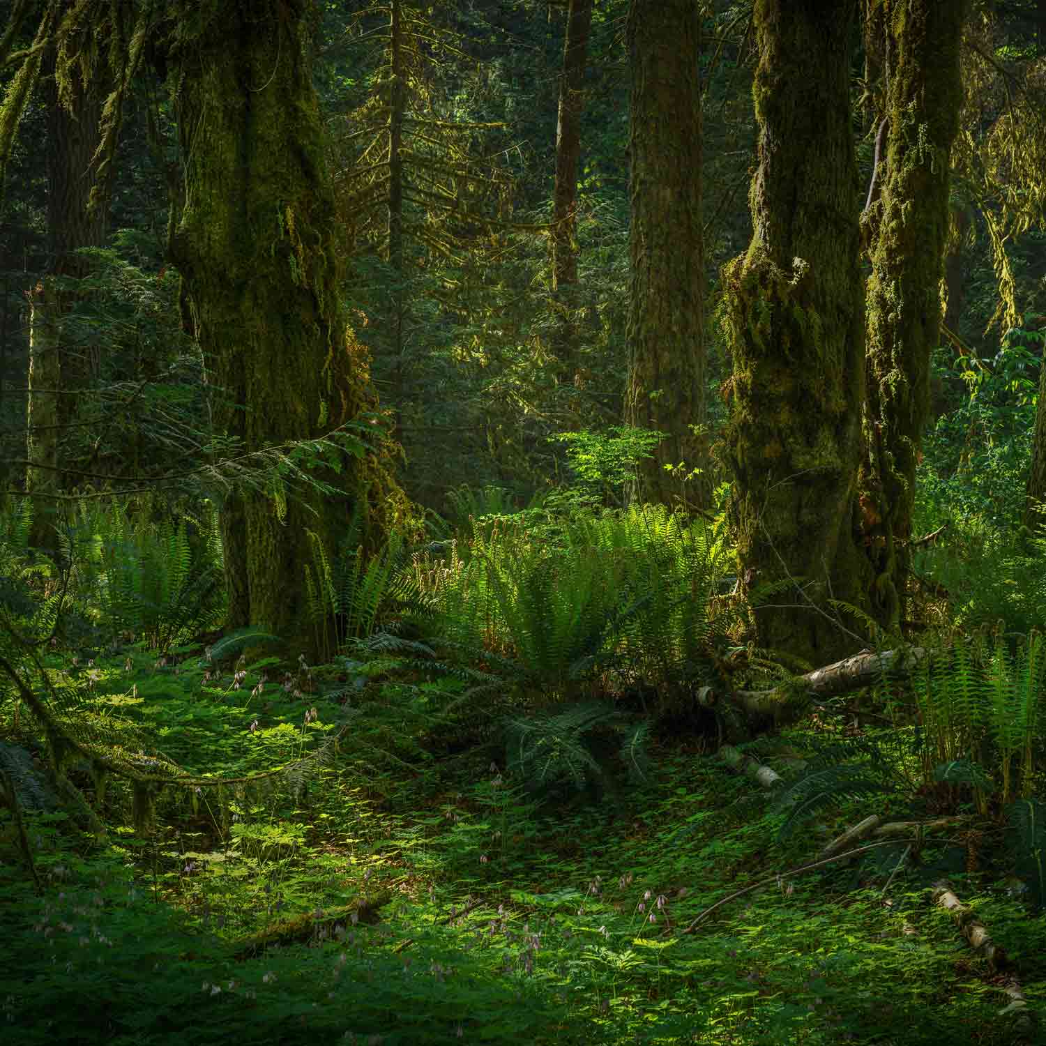 טפט צמחיה ירוקה ביער מכוסה אזוב