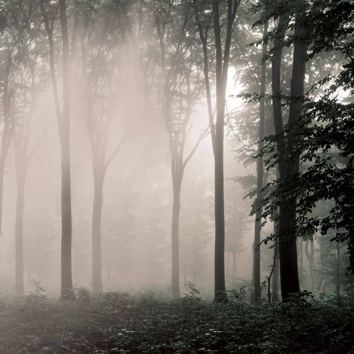 טפט יער חציו באור חציו בערפל