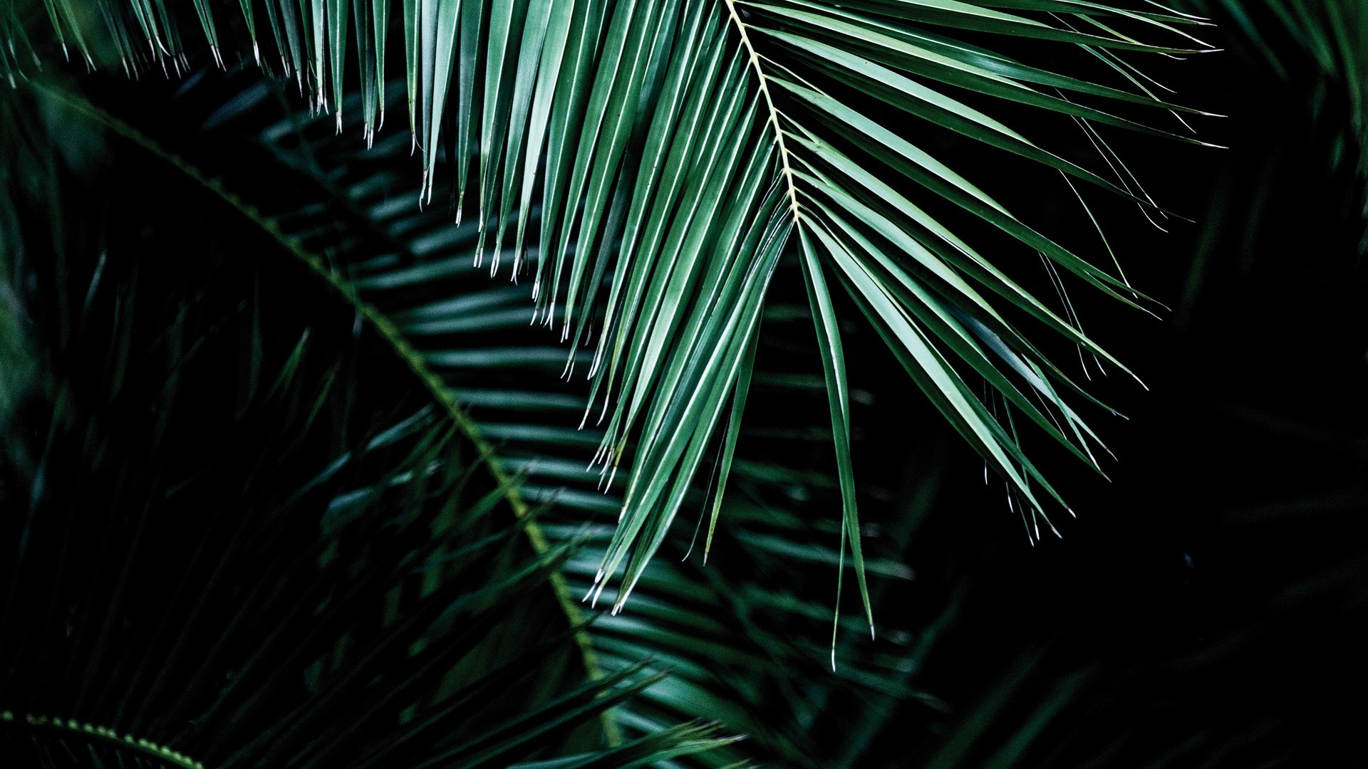 טפט תמונה 100990