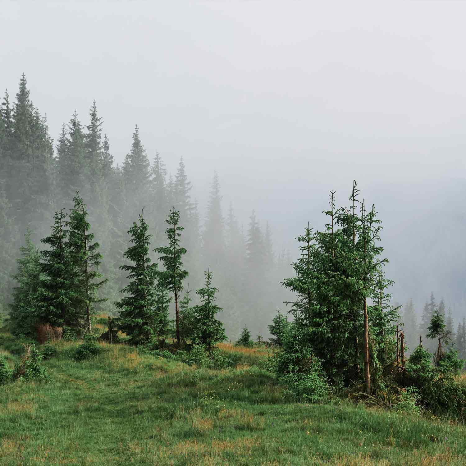 טפט יער אורנים על הר מכוסה ערפל
