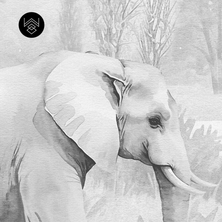 טפט פורסט וורלד קידס 3