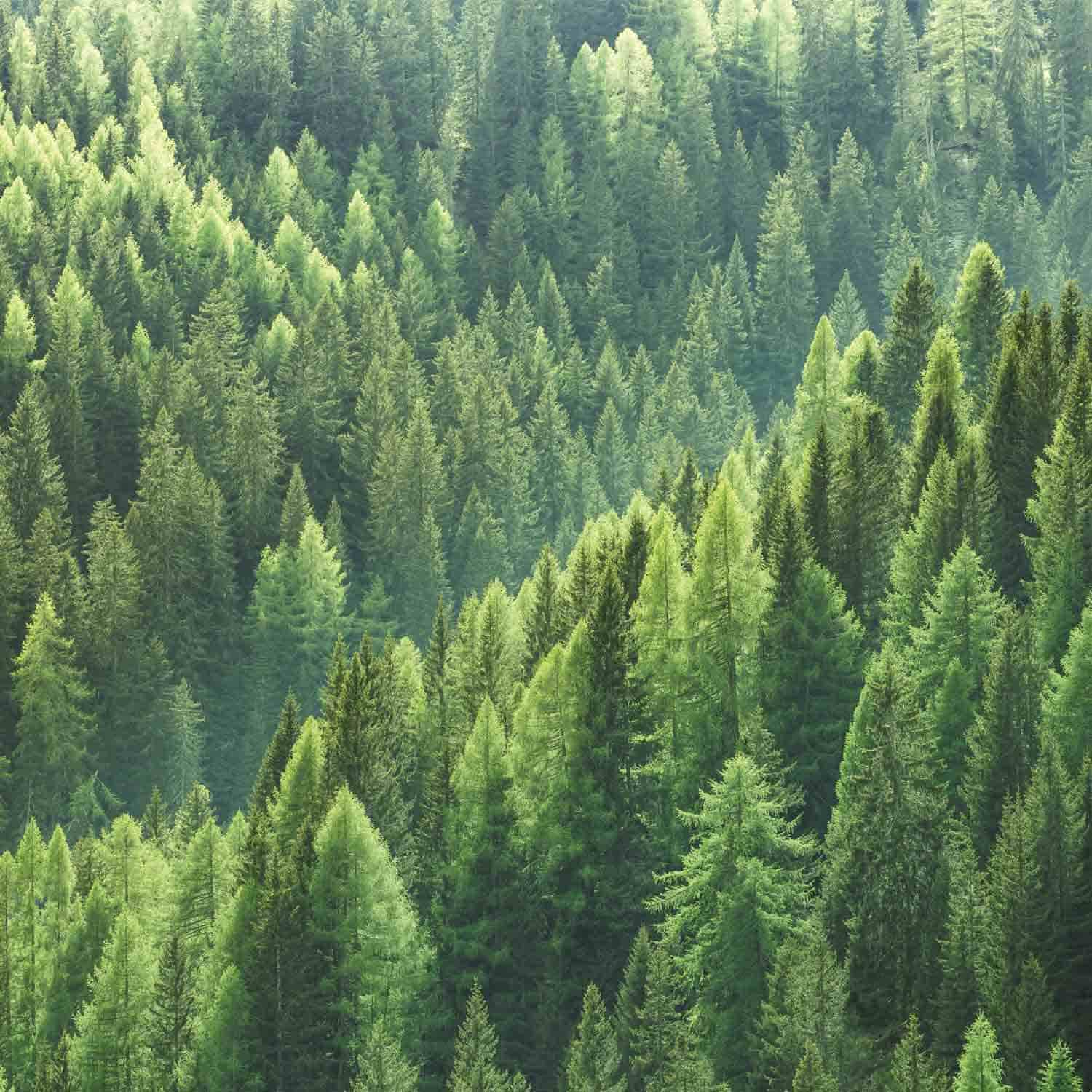 טפט יער אורנים ירוק