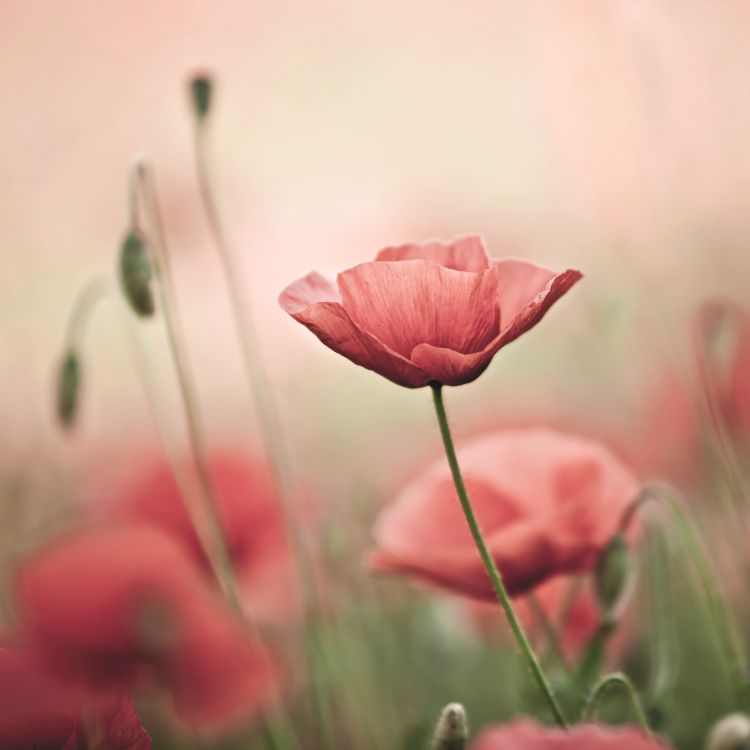 טפט פרחים - פרג אדום