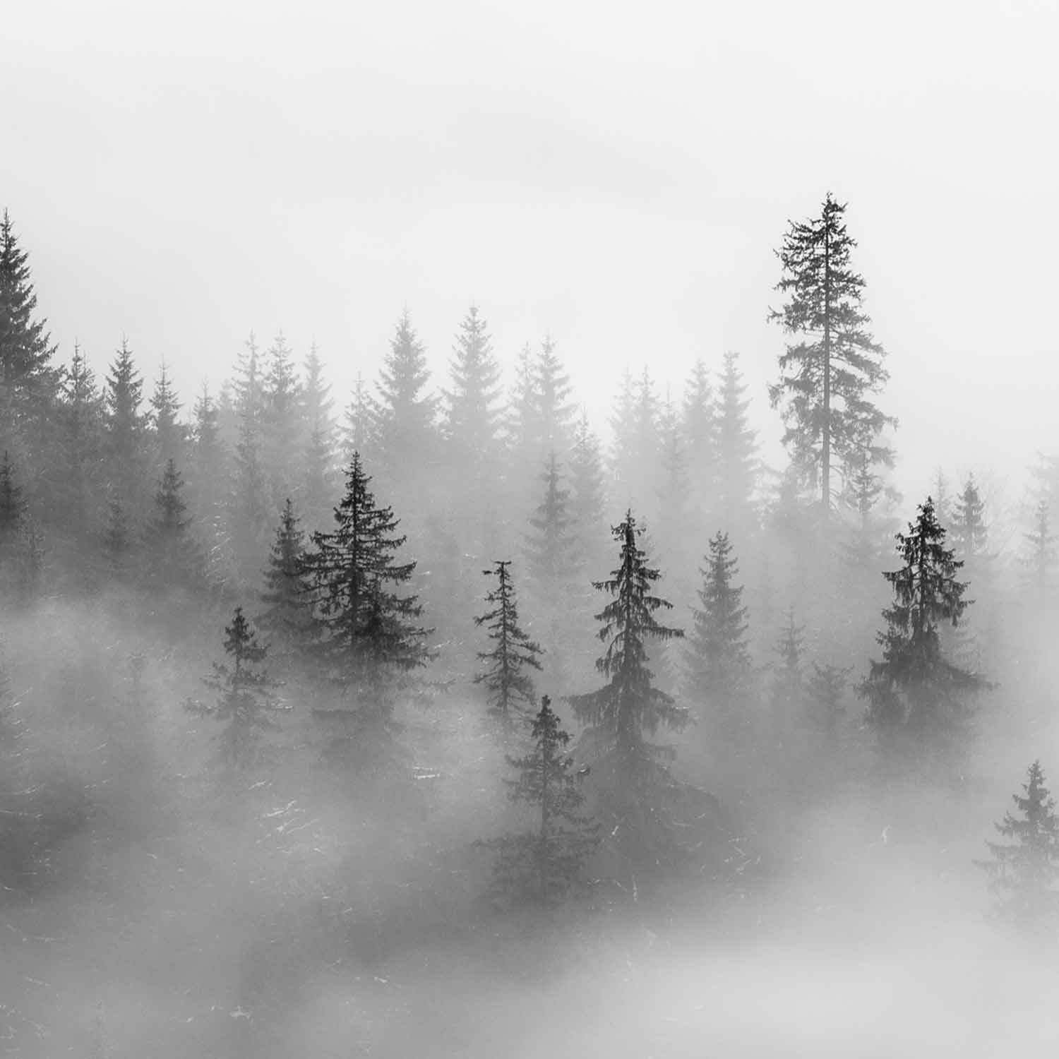טפט יער אורנים בערפל