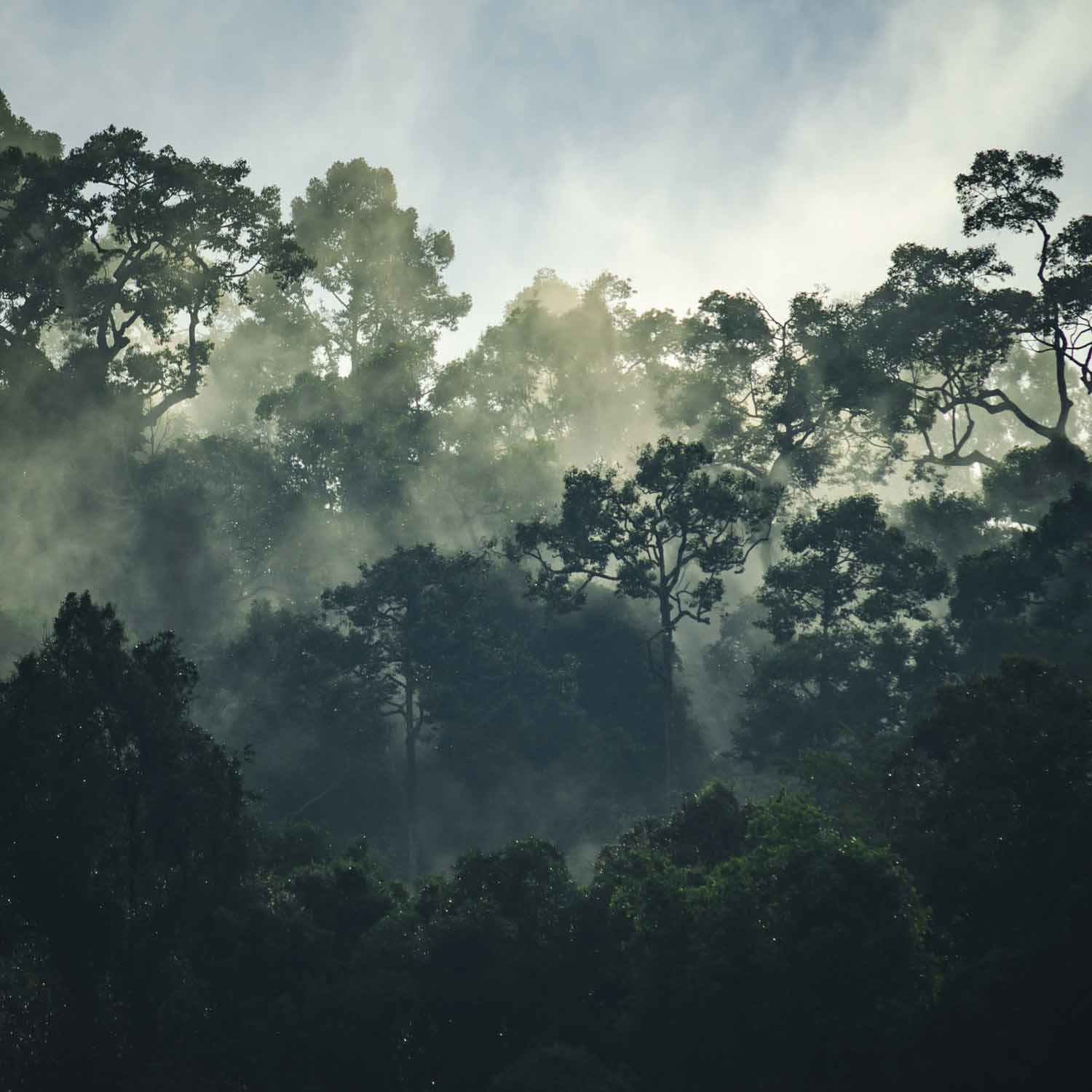 טפט ערפל קל מעל יער אורנים