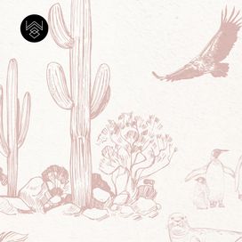 טפט טומי ורוד