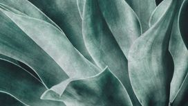 גליל טפט ראש 425796