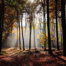 טפט קרני השמש מאירים יער מוצל