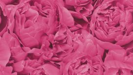 גליל טפט ראש 464245