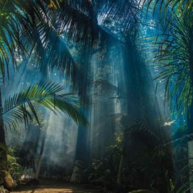 טפט טבע - דקלים בג'ונגל