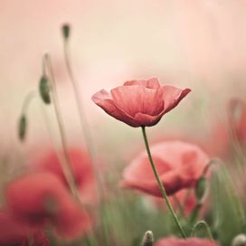 טפט פרחים - פרג אדום